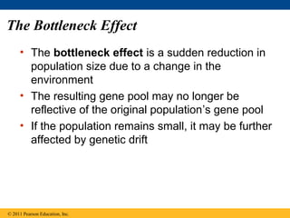 The Bottleneck Effect
• The bottleneck effect is a sudden reduction in
population size due to a change in the
environment
• The resulting gene pool may no longer be
reflective of the original population’s gene pool
• If the population remains small, it may be further
affected by genetic drift
© 2011 Pearson Education, Inc.
 