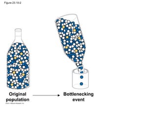 Figure 23.10-2
Original
population
Bottlenecking
event
 