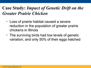 Case Study: Impact of Genetic Drift on the
Greater Prairie Chicken
• Loss of prairie habitat caused a severe
reduction in the population of greater prairie
chickens in Illinois
• The surviving birds had low levels of genetic
variation, and only 50% of their eggs hatched
© 2011 Pearson Education, Inc.
 