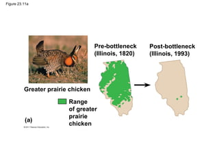 Figure 23.11a
Pre-bottleneck
(Illinois, 1820)
Post-bottleneck
(Illinois, 1993)
Greater prairie chicken
Range
of greater
prairie
chicken
(a)
 