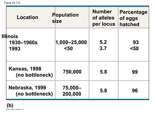 Figure 23.11b
Location Population
size
Number
of alleles
per locus
Percentage
of eggs
hatched
93
<50
5.2
3.7
5.8
5.8
99
96
1,000–25,000
<50
750,000
75,000–
200,000
Nebraska, 1998
(no bottleneck)
(b)
Kansas, 1998
(no bottleneck)
Illinois
1930–1960s
1993
 