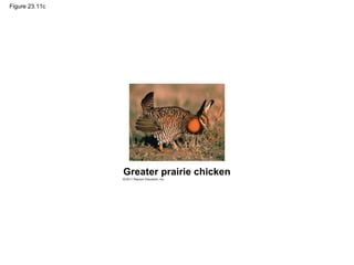 Figure 23.11c
Greater prairie chicken
 