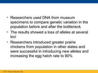 • Researchers used DNA from museum
specimens to compare genetic variation in the
population before and after the bottleneck
• The results showed a loss of alleles at several
loci
• Researchers introduced greater prairie
chickens from population in other states and
were successful in introducing new alleles and
increasing the egg hatch rate to 90%
© 2011 Pearson Education, Inc.
 