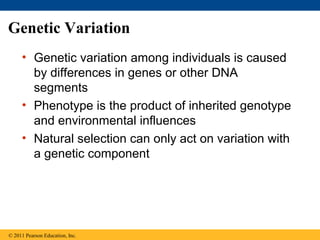 Genetic Variation
• Genetic variation among individuals is caused
by differences in genes or other DNA
segments
• Phenotype is the product of inherited genotype
and environmental influences
• Natural selection can only act on variation with
a genetic component
© 2011 Pearson Education, Inc.
 