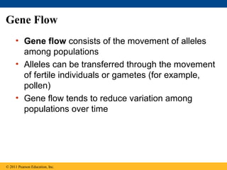 Gene Flow
• Gene flow consists of the movement of alleles
among populations
• Alleles can be transferred through the movement
of fertile individuals or gametes (for example,
pollen)
• Gene flow tends to reduce variation among
populations over time
© 2011 Pearson Education, Inc.
 