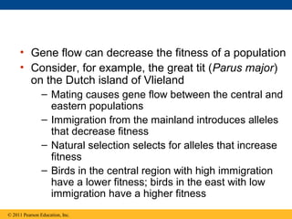 • Gene flow can decrease the fitness of a population
• Consider, for example, the great tit (Parus major)
on the Dutch island of Vlieland
– Mating causes gene flow between the central and
eastern populations
– Immigration from the mainland introduces alleles
that decrease fitness
– Natural selection selects for alleles that increase
fitness
– Birds in the central region with high immigration
have a lower fitness; birds in the east with low
immigration have a higher fitness
© 2011 Pearson Education, Inc.
 
