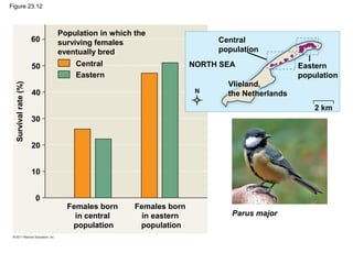 Figure 23.12
Population in which the
surviving females
eventually bred
Central
Eastern
Survivalrate(%)
Females born
in central
population
Females born
in eastern
population
Parus major
60
50
40
30
20
10
0
Central
population
NORTH SEA Eastern
population
Vlieland,
the Netherlands
2 km
 
