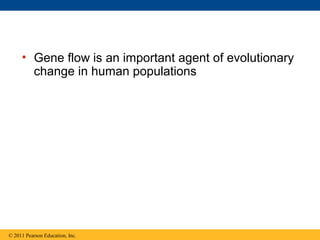 • Gene flow is an important agent of evolutionary
change in human populations
© 2011 Pearson Education, Inc.
 