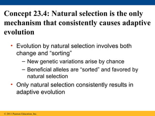 • Evolution by natural selection involves both
change and “sorting”
– New genetic variations arise by chance
– Beneficial alleles are “sorted” and favored by
natural selection
• Only natural selection consistently results in
adaptive evolution
Concept 23.4: Natural selection is the only
mechanism that consistently causes adaptive
evolution
© 2011 Pearson Education, Inc.
 