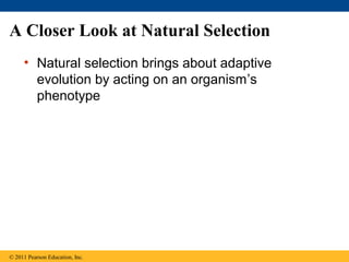 A Closer Look at Natural Selection
• Natural selection brings about adaptive
evolution by acting on an organism’s
phenotype
© 2011 Pearson Education, Inc.
 