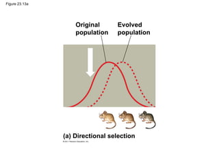 Figure 23.13a
Original
population
Evolved
population
(a) Directional selection
 