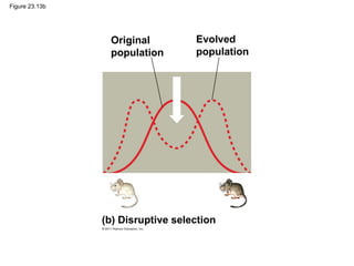 Figure 23.13b
Original
population
Evolved
population
(b) Disruptive selection
 