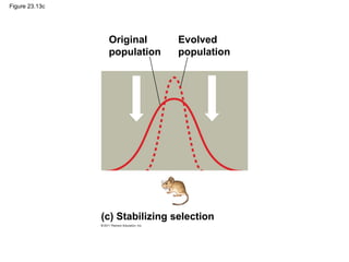 Figure 23.13c
Original
population
Evolved
population
(c) Stabilizing selection
 