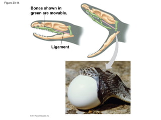 Figure 23.14
Bones shown in
green are movable.
Ligament
 