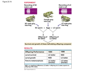 Figure 23.16
EXPERIMENT
Recording of SC
male’s call
Recording of LC
male’s call
LC male gray
tree frog
SC male gray
tree frog
Female gray
tree frog
SC sperm × Eggs × LC sperm
Offspring of Offspring of
SC father LC father
Survival and growth of these half-sibling offspring compared
RESULTS
Time to metamorphosis
Larval survival
Larval growth
NSD = no significant difference; LC better = offspring of LC males superior to
offspring of SC males.
Offspring Performance 1995 1996
LC better NSD
NSD
LC better
(shorter)
LC better
(shorter)
LC better
 
