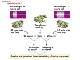 Figure 23.16a
EXPERIMENT
Recording of SC
male’s call
Recording of LC
male’s call
LC male gray
tree frog
SC male gray
tree frog
Female gray
tree frog
SC sperm × Eggs × LC sperm
Offspring of Offspring of
SC father LC father
Survival and growth of these half-sibling offspring compared
 