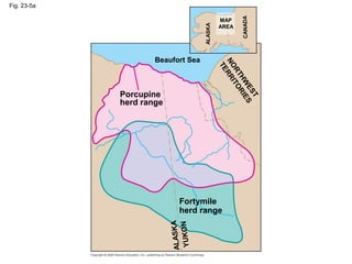 Fig. 23-5a
Porcupine
herd range
Beaufort Sea
N
O
R
T
H
W
E
S
T
T
E
R
R
I
T
O
R
I
E
S
MAP
AREA
ALASKA
CAN
ADA
Fortymile
her...
