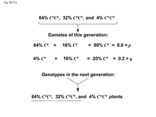 Fig. 23-7-3
Gametes of this generation:
64% CR
CR
, 32% CR
CW
, and 4% CW
CW
64% CR
+ 16% CR
= 80% CR
= 0.8 = p
4% CW
+ 16...