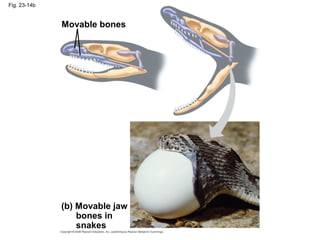 Fig. 23-14b
(b) Movable jaw
bones in
snakes
Movable bones
 