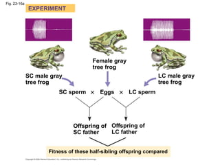 Fig. 23-16a
SC male gray
tree frog
Female gray
tree frog
LC male gray
tree frog
SC sperm × Eggs × LC sperm
Offspring of
LC...