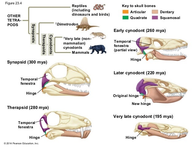 Chapter 23 ap biology