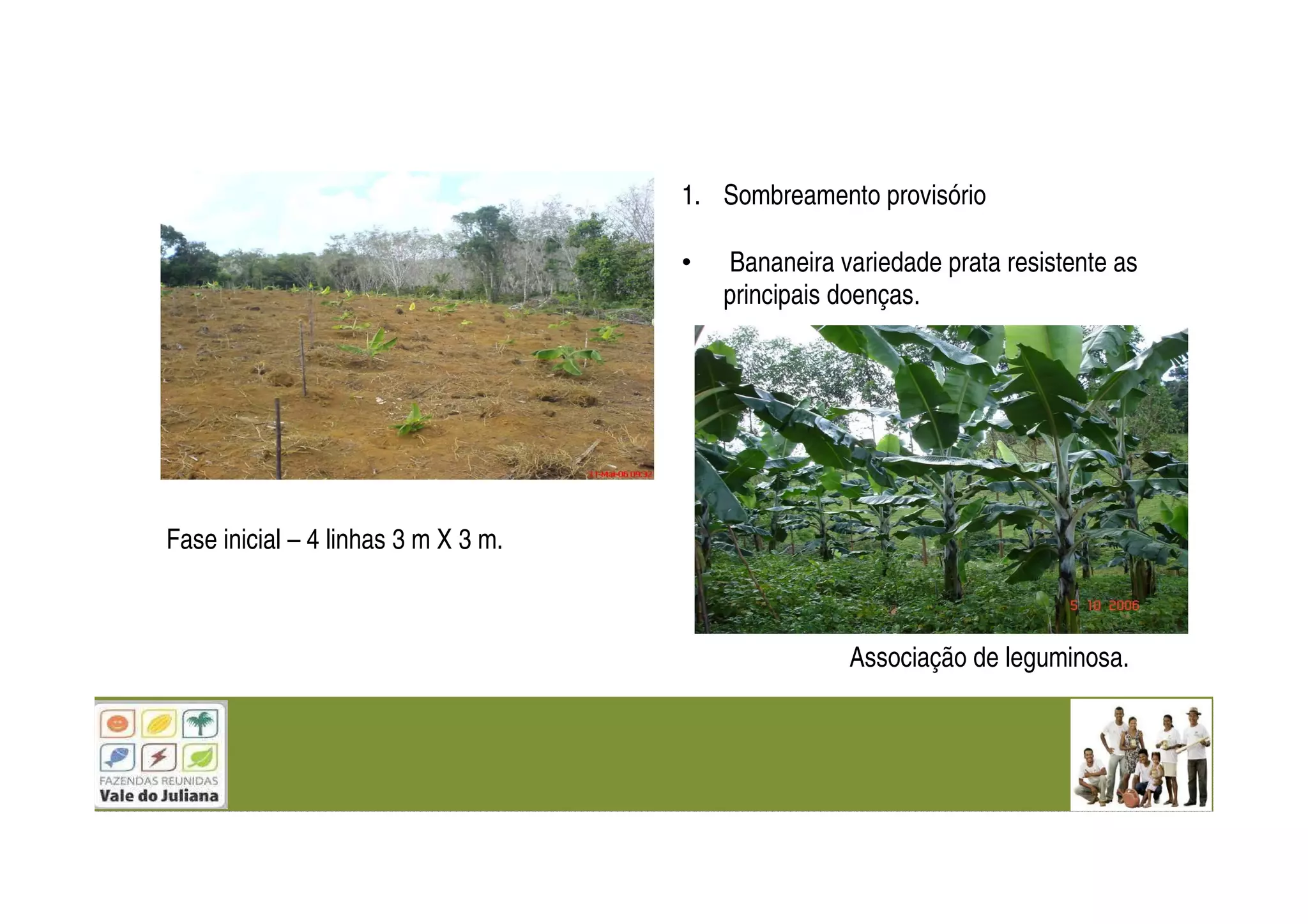 Fase inicial – 4 linhas 3 m X 3 m.
1. Sombreamento provisório
• Bananeira variedade prata resistente as
principais doenças.
Associação de leguminosa.
 