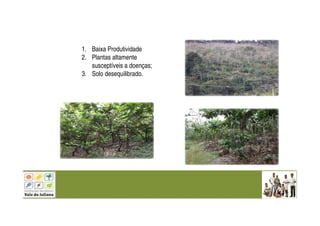 1. Baixa Produtividade
2. Plantas altamente
susceptíveis a doenças;
3. Solo desequilibrado.
 