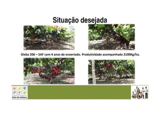 Situação desejada
Gleba 206 – SAF com 4 anos de enxertado. Produtividade acompanhada 2100Kg/ha.
 