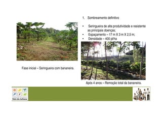 Fase inicial – Seringueira com bananeira.
Após 4 anos – Remoção total da bananeira.
1. Sombreamento definitivo
• Seringueira de alta produtividade e resistente
as principais doenças;
• Espaçamento – 17 m X 3 m X 2,5 m;
• Densidade – 400 pl/ha
 