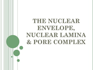 THE NUCLEAR
ENVELOPE,
NUCLEAR LAMINA
& PORE COMPLEX
 