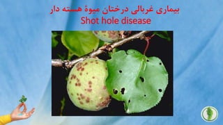 ‫میو‬ ‫درختان‬ ‫غربالی‬ ‫بیماری‬‫ۀ‬‫دار‬ ‫هسته‬
Shot hole disease
 