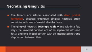 Necrotizing Gingivitis
▪ The lesions are seldom associated with deep pocket
formation, because extensive gingival necrosis often
coincides with loss of crestal alveolar bone.
▪ The gingival necrosis develops rapidly and within a few
days the involved papillae are often separated into one
facial and one lingual portion with an interposed necrotic
depression between them.
10
 
