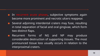 ▪ In recurrent acute phases, subjective symptoms again
become more prominent and necrotic ulcers reappear.
▪ Several adjoining interdental craters may fuse, resulting
in total separation of facial and oral gingivae, which form
two distinct flaps.
▪ Recurrent forms of NG and NP may produce
considerable destruction of supporting tissues. The most
pronounced tissue loss usually occurs in relation to the
interproximal craters.
19
 