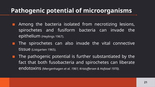 Pathogenic potential of microorganisms
▪ Among the bacteria isolated from necrotizing lesions,
spirochetes and fusiform bacteria can invade the
epithelium (Heylings 1967).
▪ The spirochetes can also invade the vital connective
tissue (Listgarten 1965).
▪ The pathogenic potential is further substantiated by the
fact that both fusobacteria and spirochetes can liberate
endotoxins (Mergenhagen et al. 1961; Kristoffersen & Hofstad 1970).
21
 