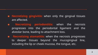 ▪ Necrotizing gingivitis: when only the gingival tissues
are affected.
▪ Necrotizing periodontitis: when the necrosis
progresses into the periodontal ligament and the
alveolar bone, leading to attachment loss.
▪ Necrotizing stomatitis: when the necrosis progresses
to deeper tissues beyond the mucogingival line,
including the lip or cheek mucosa, the tongue, etc.
4
 