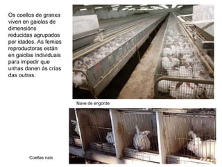 Os coellos de granxa
viven en gaiolas de
dimensións
reducidas agrupados
por idades. As femias
reproductoras están
en gaiolas individuais
para impedir que
unhas danen ás crías
das outras.
Nave de engorde
Coellas nais
 