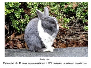 Poden vivir ata 10 anos, pero na natureza o 90% non pasa do primeiro ano de vida.
Coello vello
 