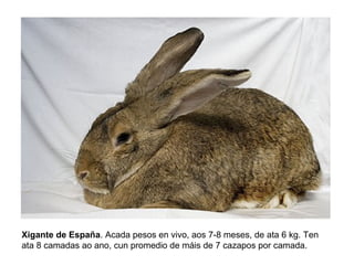 Xigante de España. Acada pesos en vivo, aos 7-8 meses, de ata 6 kg. Ten
ata 8 camadas ao ano, cun promedio de máis de 7 cazapos por camada.
 