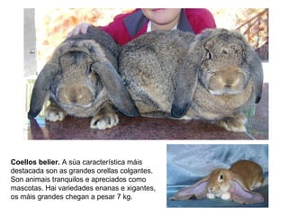 Coellos belier. A súa característica máis
destacada son as grandes orellas colgantes.
Son animais tranquilos e apreciados como
mascotas. Hai variedades enanas e xigantes,
os máis grandes chegan a pesar 7 kg.
 