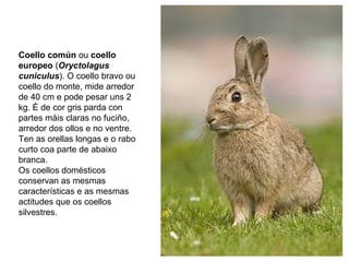 Coello común ou coello
europeo (Oryctolagus
cuniculus). O coello bravo ou
coello do monte, mide arredor
de 40 cm e pode pesar uns 2
kg. É de cor gris parda con
partes máis claras no fuciño,
arredor dos ollos e no ventre.
Ten as orellas longas e o rabo
curto coa parte de abaixo
branca.
Os coellos domésticos
conservan as mesmas
características e as mesmas
actitudes que os coellos
silvestres.
 