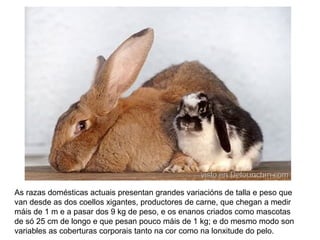 As razas domésticas actuais presentan grandes variacións de talla e peso que
van desde as dos coellos xigantes, productores de carne, que chegan a medir
máis de 1 m e a pasar dos 9 kg de peso, e os enanos criados como mascotas
de só 25 cm de longo e que pesan pouco máis de 1 kg; e do mesmo modo son
variables as coberturas corporais tanto na cor como na lonxitude do pelo.
 