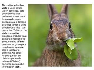 Os coellos teñen boa
vista e unha ampla
visión periférica, pola
posición dos ollos
poden ver o que pasa
todo arredor e por
enriba deles; o tamaño
dos ollos tamén é unha
adaptación á vida con
pouca luz. Teñen un bo
oído con orellas
grandes e móbiles para
captar a dirección dos
sons, e un bo olfacto
polo que se guían para
recoñecérense entre
eles e localizar o
alimento. Os pelos
longos que ten en
distintas partes da
cabeza (Vibrisas)
sérvenlle para recibir
información tactil.
 