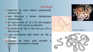 Morfología
Helminto de color blanco opalescente
transparente.
son filiformes y tienen estriaciones
transversales.
El macho mide de 19 a 42 mm longitud
por 130 a 210 micras de diámetro
la hembra de 335 a 700 mm por 270 a
400 micras.
 Las microfilarias (Mf) miden de 150 a
287 μm.
carecen de vaina, poro excretor y
núcleos en el extremo caudal.
Tinción con Giemsa
 