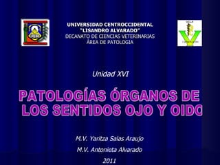 Unidad XVI UNIVERSIDAD CENTROCCIDENTAL “ LISANDRO ALVARADO” DECANATO DE CIENCIAS VETERINARIAS ÁREA DE PATOLOGIA PATOLOGÍAS ÓRGANOS DE LOS SENTIDOS OJO Y OIDO M.V. Yaritza Salas Araujo M.V. Antonieta Alvarado 2011 
