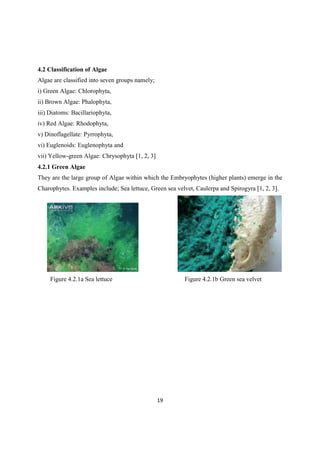 4.2 Classification of Algae
Algae are classified into seven groups namely;
i) Green Algae: Chlorophyta,
ii) Brown Algae: Phalophyta,
iii) Diatoms: Bacillariophyta,
iv) Red Algae: Rhodophyta,
v) Dinoflagellate: Pyrrophyta,
vi) Euglenoids: Euglenophyta and
vii) Yellow-green Algae: Chrysophyta [1, 2, 3]
4.2.1 Green Algae
They are the large group of Algae within which the Embryophytes (higher plants) emerge in the
Charophytes. Examples include; Sea lettuce, Green sea velvet, Caulerpa and Spirogyra [1, 2, 3].
Figure 4.2.1a Sea lettuce Figure 4.2.1b Green sea velvet
 