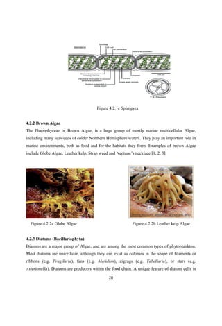 Figure 4.2.1c Spirogyra
4.2.2 Brown Algae
The Phaeophyceae or Brown Algae, is a large group of mostly marine multicellular Algae,
including many seaweeds of colder Northern Hemisphere waters. They play an important role in
marine environments, both as food and for the habitats they form. Examples of brown Algae
include Globe Algae, Leather kelp, Strap weed and necklace [1, 2, 3].
Figure 4.2.2a Globe Algae Figure 4.2.2b Leather kelp Algae
4.2.3 Diatoms (Bacillariophyta)
Diatoms are a major group of Algae, and are among the most common types of phytoplankton.
Most diatoms are unicellular, although they can exist as colonies in the shape of filaments or
ribbons (e.g. Fragilaria), fans (e.g. Meridion), zigzags (e.g. Tabellaria), or stars (e.g.
Asterionella). Diatoms are producers within the food chain. A unique feature of diatom cells is
 