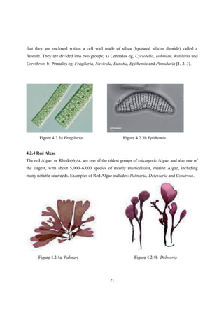 that they are enclosed within a cell wall made of silica (hydrated silicon dioxide) called a
frustule. They are divided into two groups; a) Centrales eg, Cyclotella, Isthmian, Rutilaria and
Corethron. b) Pennales eg. Fragilaria, Navicula, Eunotia, Epithemia and Pinnularia [1, 2, 3].
Figure 4.2.3a Fragilaria Figure 4.2.3b Epithemia
4.2.4 Red Algae
The red Algae, or Rhodophyta, are one of the oldest groups of eukaryotic Algae, and also one of
the largest, with about 5,000 6,000 species of mostly multicellular, marine Algae, including
many notable seaweeds. Examples of Red Algae includes: Palmaria, Delesseria and Condrous.
Figure 4.2.4a Palmari Figure 4.2.4b Delessria
 