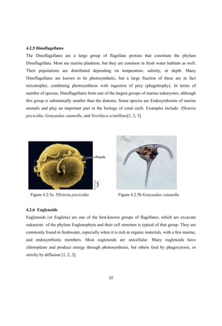 4.2.5 Dinoflagellates
The Dinoflagellates are a large group of flagellate protists that constitute the phylum
Dinoflagellata. Most are marine plankton, but they are common in fresh water habitats as well.
Their populations are distributed depending on temperature, salinity, or depth. Many
Dinoflagellates are known to be photosynthetic, but a large fraction of these are in fact
mixotrophic, combining photosynthesis with ingestion of prey (phagotrophy). In terms of
number of species, Dinoflagellates form one of the largest groups of marine eukaryotes, although
this group is substantially smaller than the diatoms. Some species are Endosymbionts of marine
animals and play an important part in the biology of coral reefs. Examples include: Pfisteria
piscicidia, Gonyaulax catanella, and Noctiluca scintillans[1, 2, 3].
Figure 4.2.5a Pfisteria piscicidia Figure 4.2.5b Gonyaulax catanella
4.2.6 Euglenoids
Euglenoids (or Euglena) are one of the best-known groups of flagellates, which are excavate
eukaryote of the phylum Euglenophyta and their cell structure is typical of that group. They are
commonly found in freshwater, especially when it is rich in organic materials, with a few marine,
and endosymbiotic members. Most euglenoids are unicellular. Many euglenoids have
chloroplasts and produce energy through photosynthesis, but others feed by phagocytosis, or
strictly by diffusion [1, 2, 3].
 