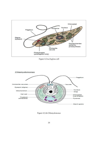 Figure 4.2.6a Euglena cell
Figure 4.2.6b Chlamydomonas
 