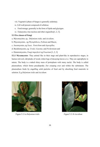 viii. Vegetative phase of fungus is generally sedentary.
ix. Cell wall present composed of cellulose.
x. Food storage; generally in the form of lipids and glycogen.
xi. Eukaryotes; true nucleus and other organelles[1, 2, 3].
5.3 Five classes of Fungi
a. Myxomycetes, eg . Didymium iridis, and Aecidium,
b. Phycomycetes, eg Phytophthora, Pythium and Mucor,
c. Ascomycetes, eg Yeast, Penicilium and Aspergillus,
d. Basidiomycetes, eg Uredo, Caeoma, and Perdermium and
e. Deuteromycetes, Fungi imperfecti eg Fusarium [1, 2, 3]
5.3.1 Myxomycetes: They animal like in their stage and plant-like in reproductive stages, in
humus rich soil, old planks of wood, rotten logs of decaying leaves e.t.c. They are saprophytic in
nature. The body is a naked slimy mass of protoplasm with many nuclei. The body is called
plasmodium; which forms pseudopodia .For creeping over and within the substratum. The
plasmodium feeds by engulfing solid particles of food and by absorbing food materials in
solution. E.g Didymium iridis and Aecidium.
Figure 5.3.1a Didymium iridis Figure 5.3.1b Aecidium
 